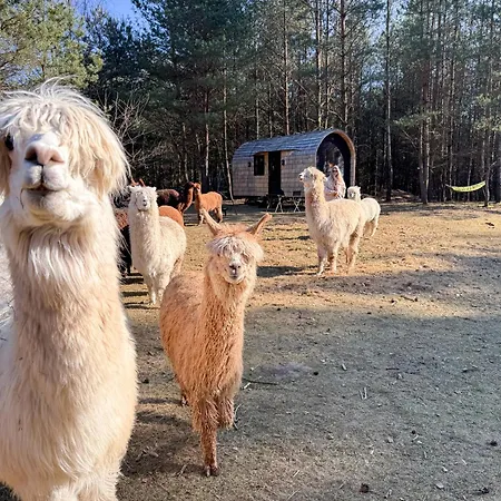 Drewniany W Lesie Z Alpakami Sierakowo Sławieńskie